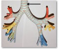 Image: trachea