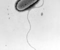 Image: flagella