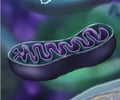 Image: In what organelle does aerobic respiration occur?
