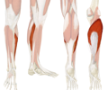 Image: Soleus