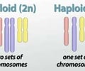 Image: Haploid (n)