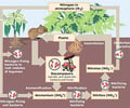 Image: Nitrogen fixation