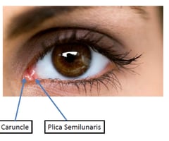Image: plica semilunaris