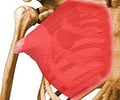 Image: Pectoralis Major