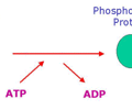 Image: Protein