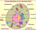 Image: Cell