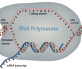 Image: RNA polymerase