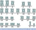 Image: How many chromosomes do humans have?