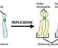 Image: Chromatid