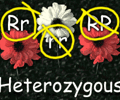 Image: Heterozygous (hybrid)
