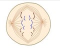 Image: Anaphase