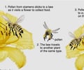 Image: Pollinator
