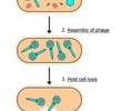 Image: lytic cycle
