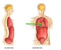 Image: pericardial cavity