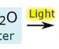 Image: Photosynthesis