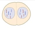 Image: Telophase