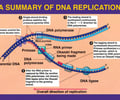 Image: What are the steps in DNA replication?