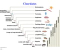 Image: Chordate