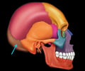 Image: occipital