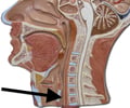 Image: esophagus
