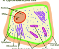 Image: Eukaryotic Cells