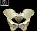 Image: sacroiliac joint