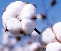 Image: Cotton