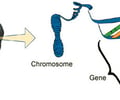 Image: gene