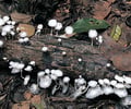 Image: Decomposers