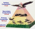Image: Energy pyramid