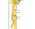 Image: distal epiphysis