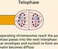 Image: Telophase