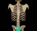 Image: sacrum