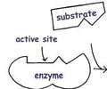Image: Active site