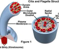 Image: Cilia