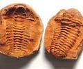 Image: cast