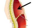 Image: thoracic cavity
