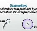 Image: Gamete