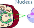 Image: Nucleus