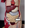 Image: small intestine
