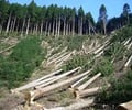 Image: Deforestation