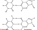 Image: H bonds
