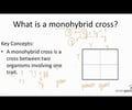 Image: monohybrid cross