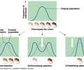 Image: example of directional selection
