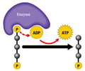 Image: Synthesis of ATP