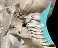 Image: Ligamentum Nuchae