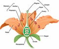 Image: ovary