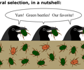 Image: Natural selection
