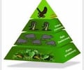 Image: Trophic level