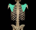Image: scapulae